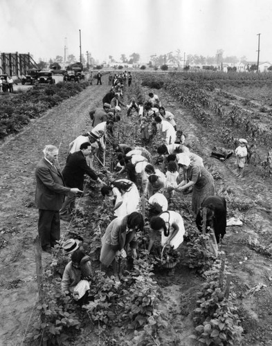 Agricultural workers picking squash