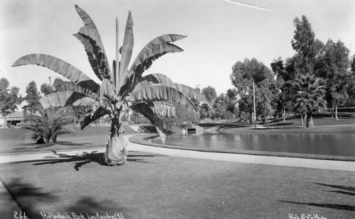 Hollenbeck Park trees