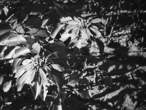 Poinsettias in a farm near Sunset Hills and Doheny