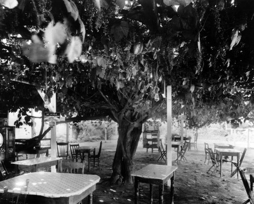 Old grape vine, Mission San Gabriel Arcangel