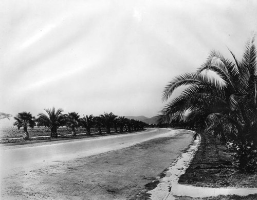 Palms on Beverly Hills street