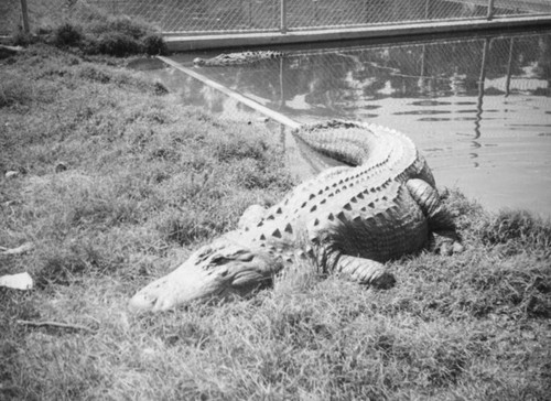 San Diego Zoo alligator