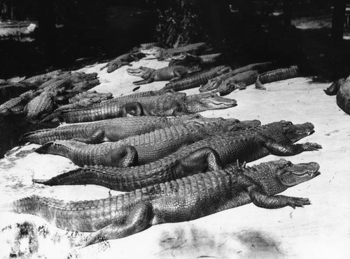 Alligators at water's edge