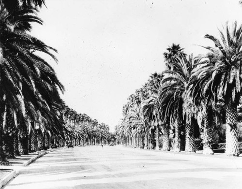 Palm lined street