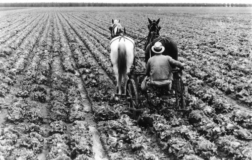 El Solyo Ranch field