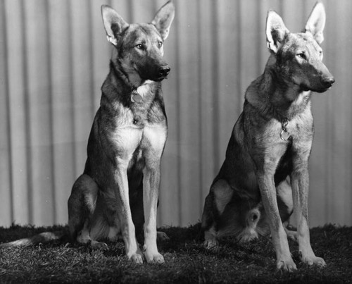 German shepherds, a studio photo