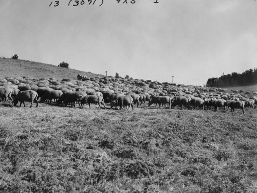 Tarzana sheep ranch