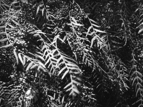 Peppercorns on the tree