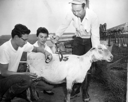 Sheep shorn at Pierce College workshop