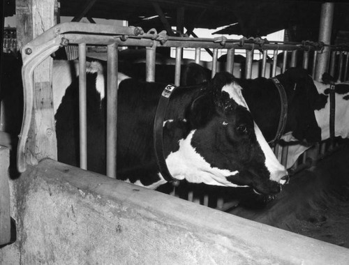 Cattle in milking center