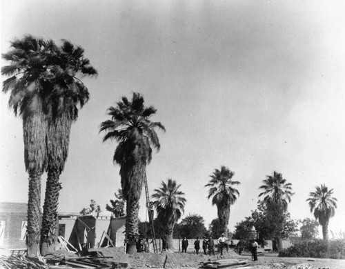 Moving palms on San Pedro Street