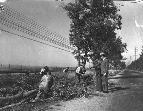 Workmen cutting trees, L.A. airport