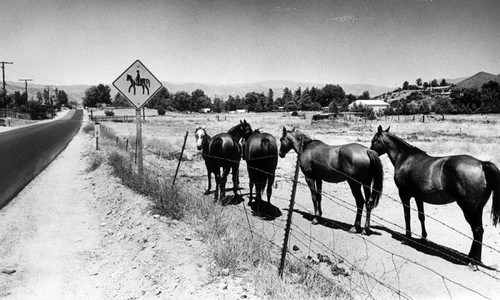 Road into Agua Dulce