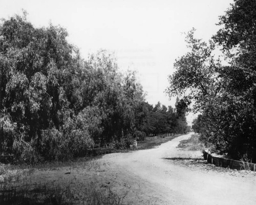 Orchard on Sphinx Ranch