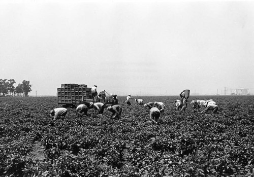 Green pepper field