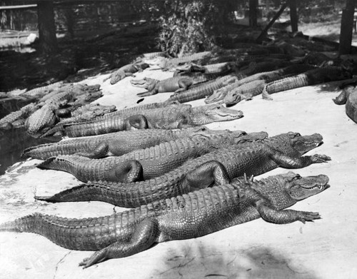 Alligators