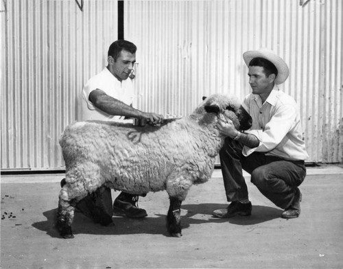 Sheep shearing