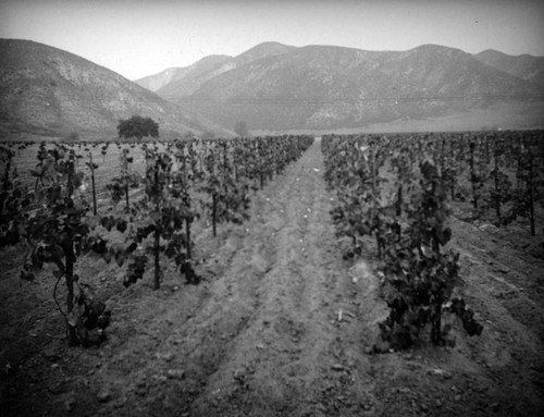 Grapes in the San Fernando Valley