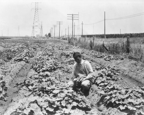 Cucumber field