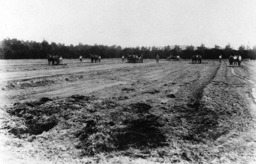 Sherman Institute mule teams in field