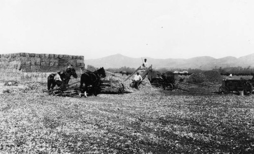 Bailing crew in field