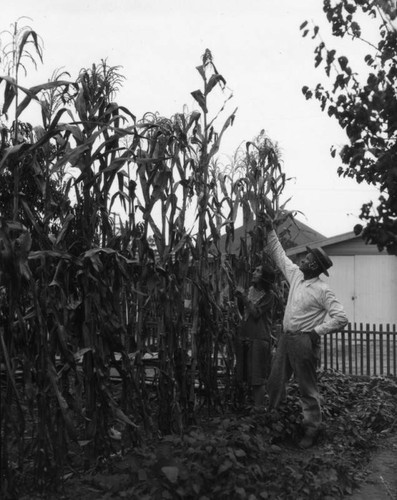 Backyard cornfield