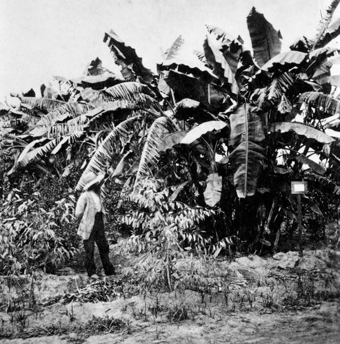 Banana trees, Wolfskill Ranch