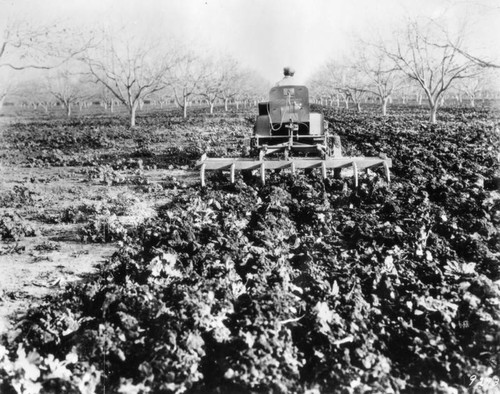 Citrus orchard cultivation