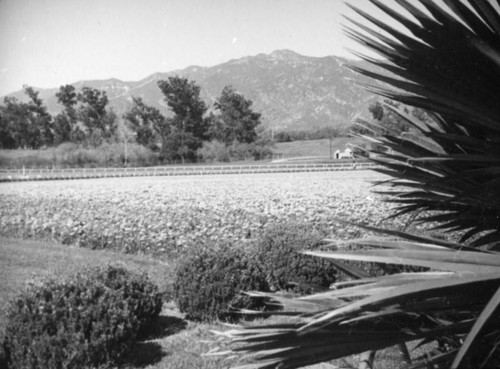 Floral art and palms, Santa Anita Racetrack