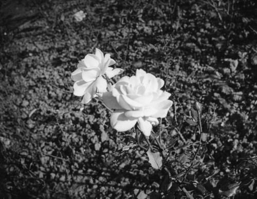 Roses in Exposition Park