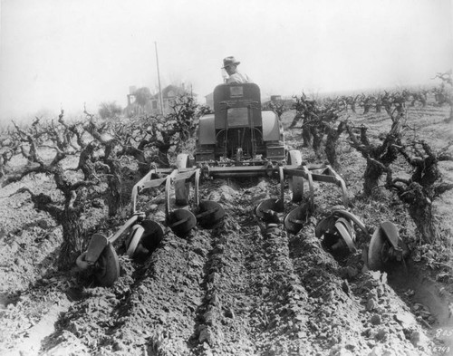 Cultivating vineyard