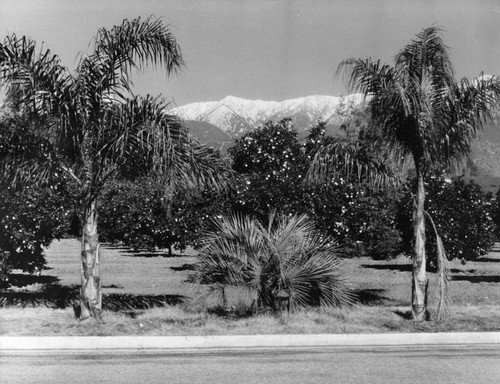 Palm trees, orange groves, and mountains