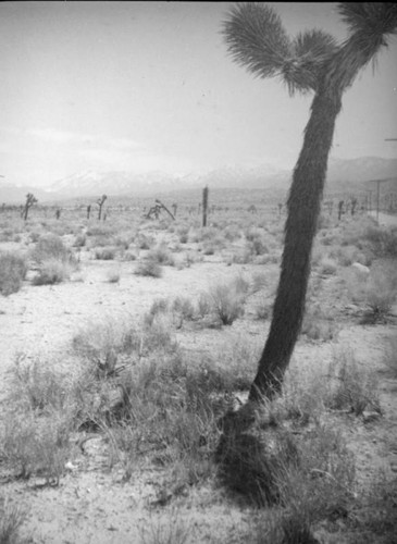 Joshua trees and utility lines, Mojave Desert