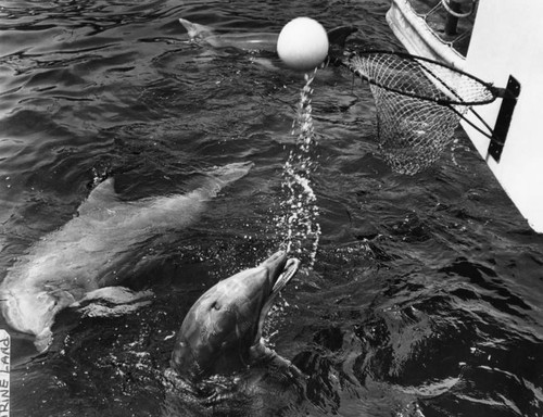 Porpoise show at Marineland