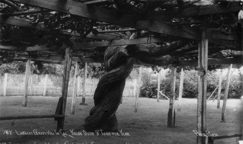 Largest grape vine, Carpinteria