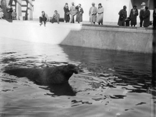 Sea elephant in pool