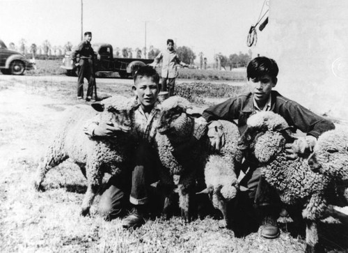 Sherman Institute students with sheep