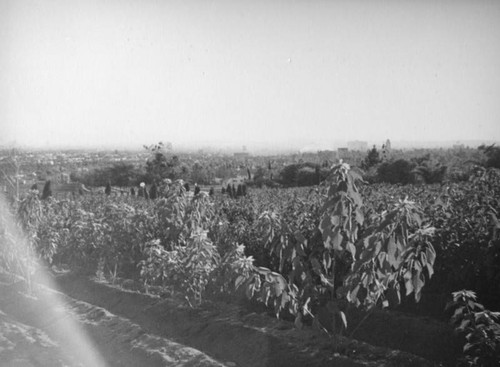 Poinsettia farm near Sunset Hills and Doheny