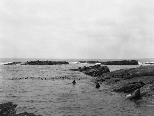 Seals on rock