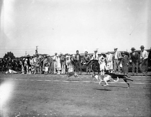 Culver City Kennel Club dog races