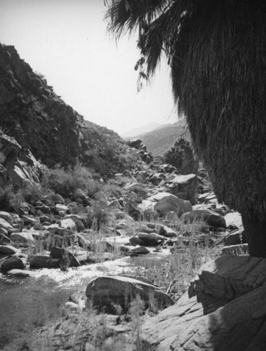 Palm Canyon area creek