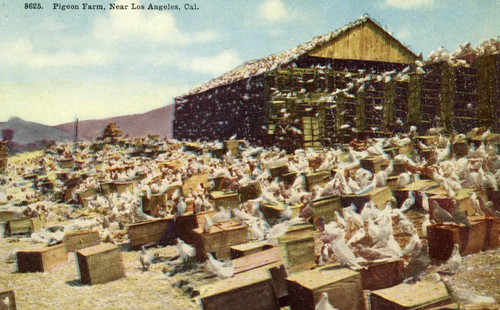 L. A. Pigeon Farm