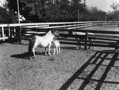 A foal and its mother