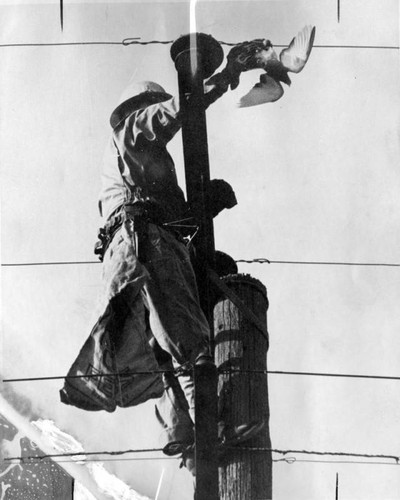 Worker scales pole, saves pigeon