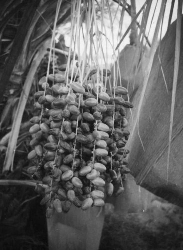 Date clusters, Riverside County