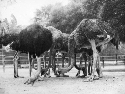Pecking ostriches