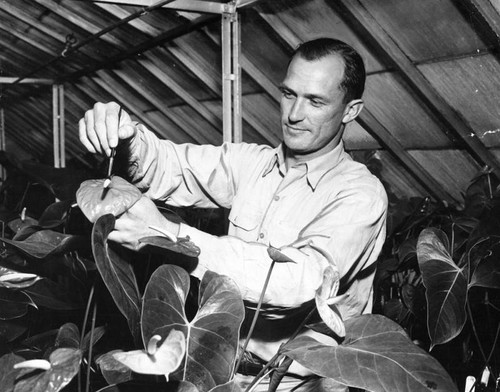 Keith Shaffer tends his rare anthurium plants