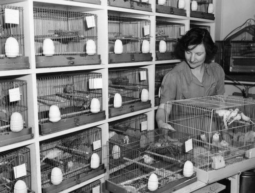 Woman attending birds in cages