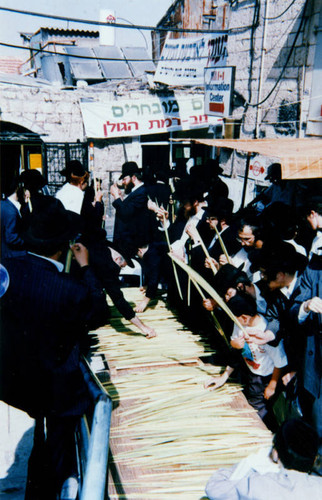 Examining lulav for Sukkot