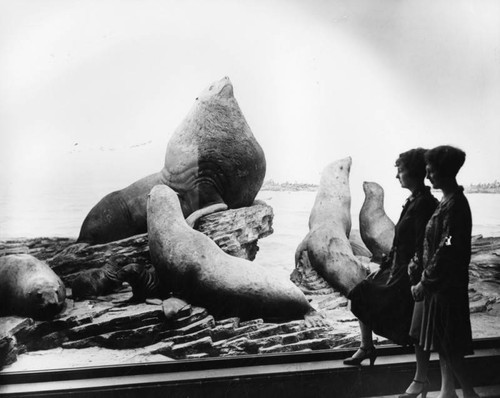 Seal lions exhibit